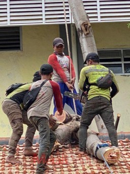 Amazing Olah Hasil Perantingan Pohon Jadi Kursi hingga Bahan Bakar Listrik