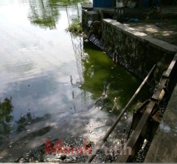 Ikan Mati di Waduk SIER! Ini Kata DLH usai Uji Laboratorium