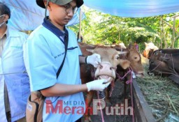 Panitia Kurban Diminta Perhatikan Pedoman Pemotongan Hewan