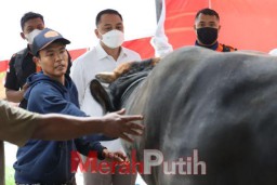 Wali Kota Eri Cahyadi Ingatkan Lagi, Jangan Buang Rumen di Sungai