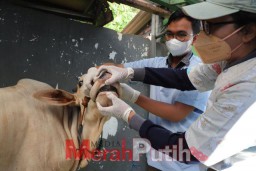 Pemkot Surabaya Terjunkan Tim Pengecekan Kesehatan Hewan Kurban