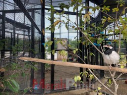 Mini Zoo Romokalisari Adventure Land Kini Ada Koleksi Satwa Burung
