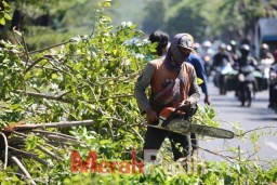 Cegah Pohon Tumbang, DLH Surabaya Intensif Melakukan Perantingan!