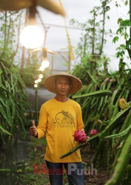 Sukses Petani Banyuwangi Raup Omzet Ratusan Juta Rupiah Berkat Listrik