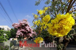 Ribuan Tabebuya Kembali Bermekaran, Surabaya Serasa di Negeri Sakura Jepang