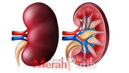 SE Terkait Kewaspadaan Dini Terhadap Penyakit Gangguan Ginjal Akut