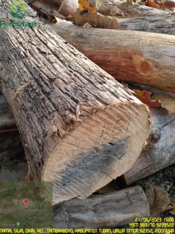 Berikut Bantahan Perhutani KPH Jatirogo Terkait Jual Kayu Tebangan