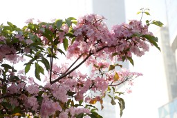 Keren Ribuan Bunga Tabebuya Kembali Bermekaran, Surabaya Serasa di Negeri Sakura Jepang