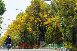 Gerakan Satu Jiwa satu Pohon di Surabaya Kembali Digalakkan