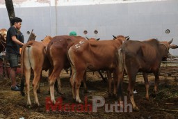 Limbah Rumen Hewan Kurban Dilarang Buang Sembarangan, DLH: Bisa di TPS Terdekat
