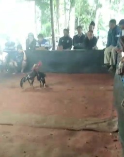 Sabung Ayam di Singosari Malang Diduga Jadi Perjudian Terbuka