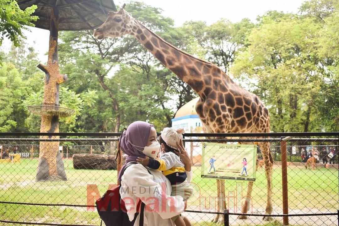 KBS menambahkan beberapa satwa. Seperti yang paling menarik minat wisatawan adalah orang hutan, kuda nil, serta burung pelikan I MMP I dok pemkot