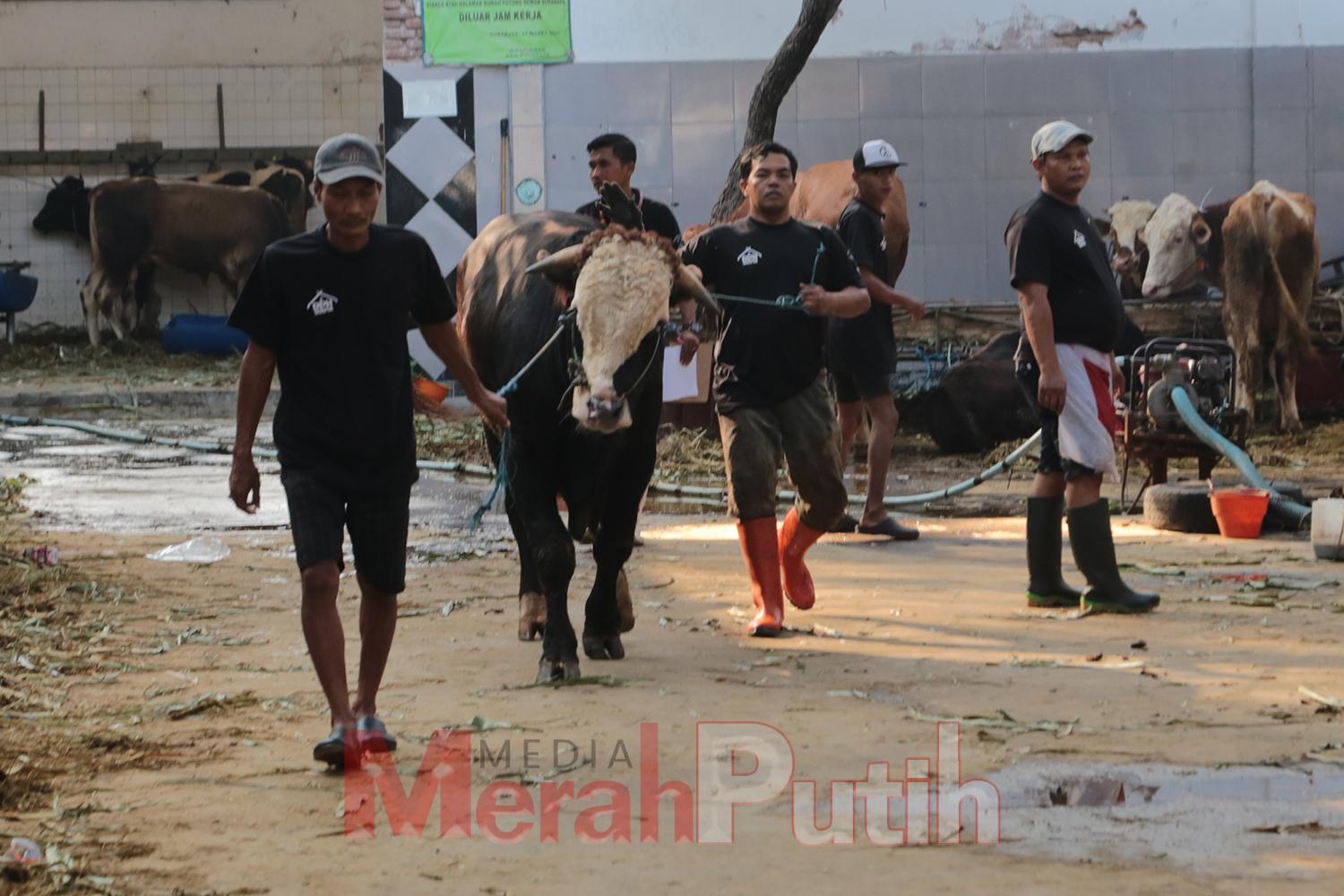 DKPP Kota Surabaya menetapkan bahwa setiap hewan kurban yang masuk wajib telah divaksin minimal satu kali dan dilengkapi dengan Surat Keterangan Kesehatan Hewan (SKKHH) dari otoritas peternakan daerah asal I MMP I dok pemkot