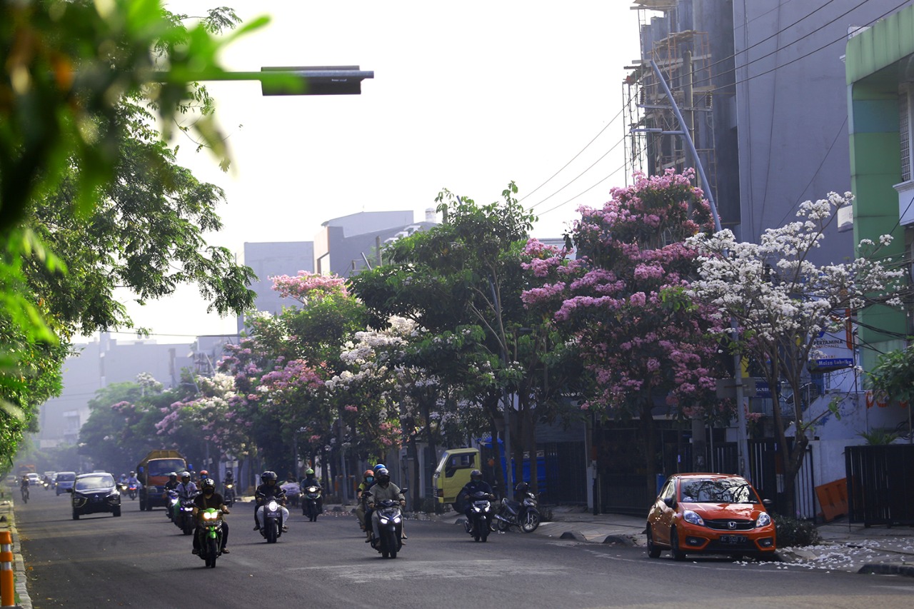 Surabaya Urban Farming menjadi salah satu kota yang dikenal dengan urban farming. Setiap memasuki bulan September, ribuan pohon Tabebuya bermekaran di Kota Surabaya | MMP | dok Pemkot