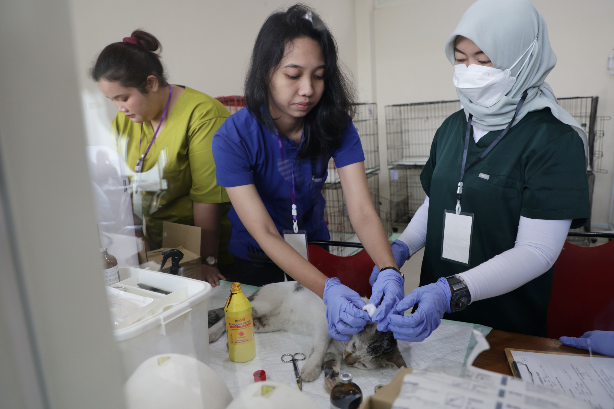 Sterilisasi mendorong pemilik hewan untuk lebih bertanggung jawab, sekaligus mengendalikan pertumbuhan populasi kucing liar di permukiman warga | MMP | dok 